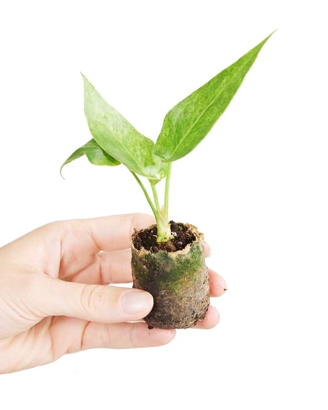 plnts-baby-anthurium-hookeri-variegated-zimmerpflanze-10cm-panaschiert image 5