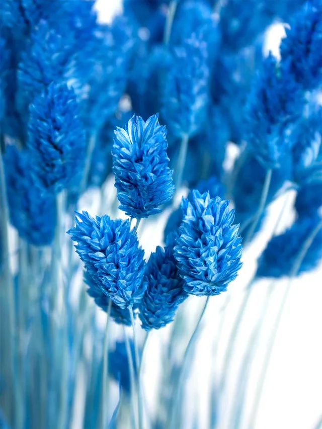 blumigo-phalaris-glanzgr-ser-trockenblumen-blau-bund image 1