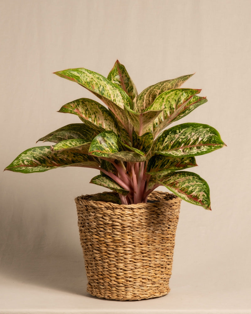 feey-variado-aglaonema-painted-celebration-zimmerpflanze-bunt image 8
