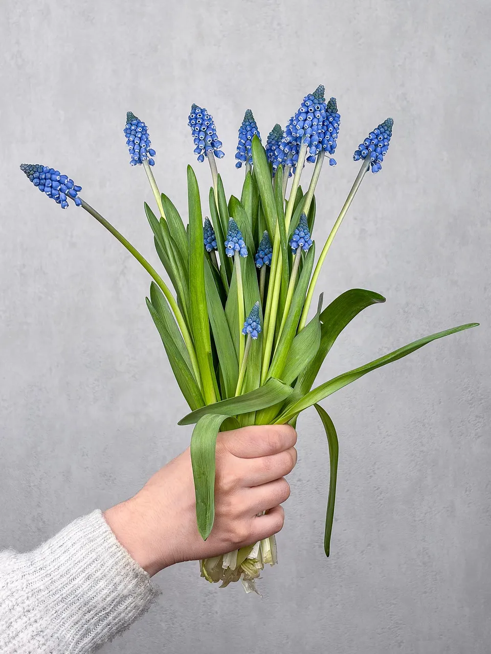 blumigo-fr-hlingsknollen-muscari-armeniacum-blaue-traubenhyazinthen-stiel image 1