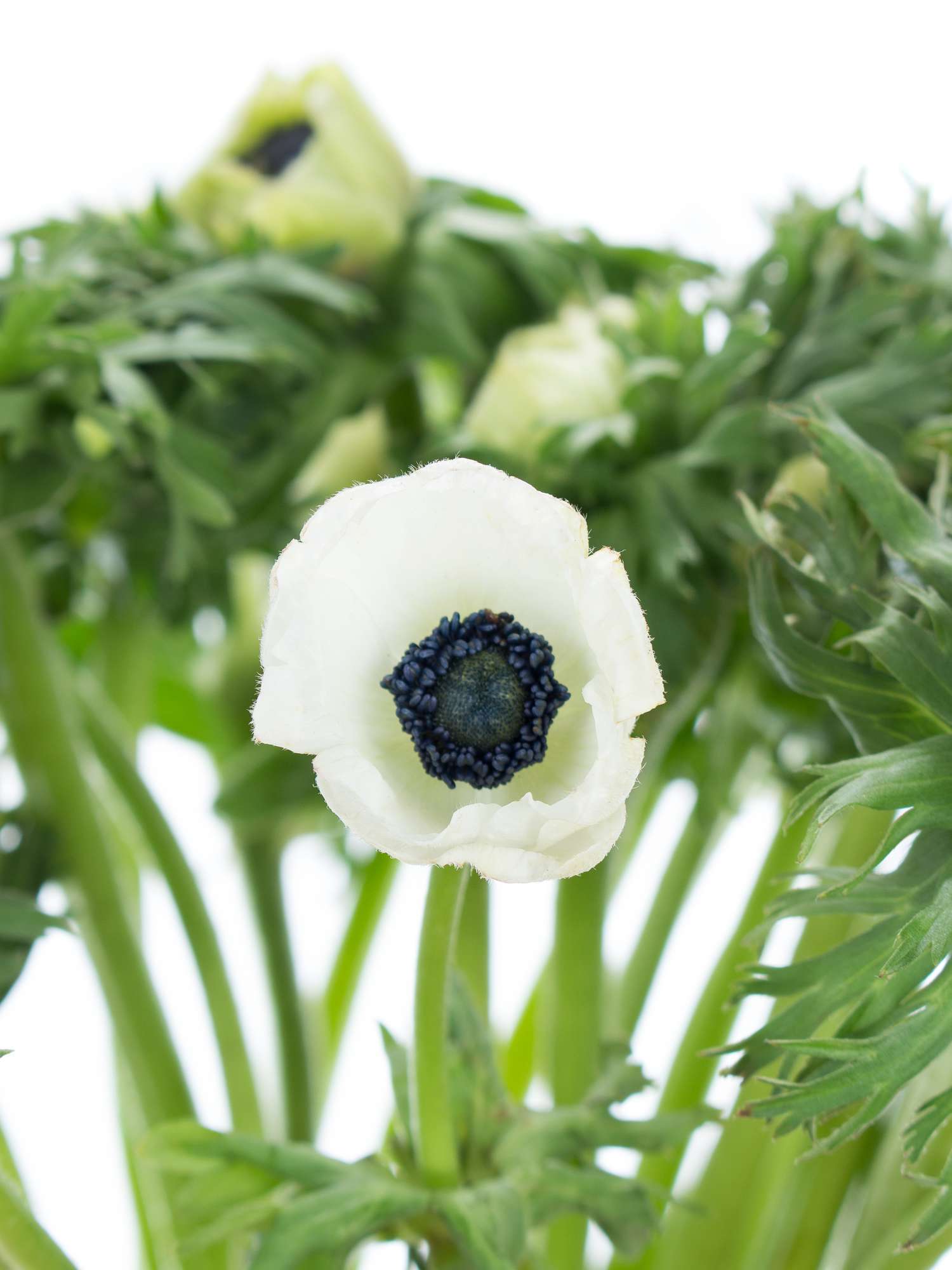 blumigo-anemonen-schnittblumen-wei-frisch image 2