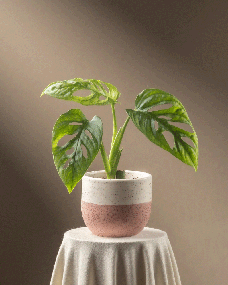 feey-variado-monstera-adansonii-mint-babypflanze-ohne-bertopf image 6