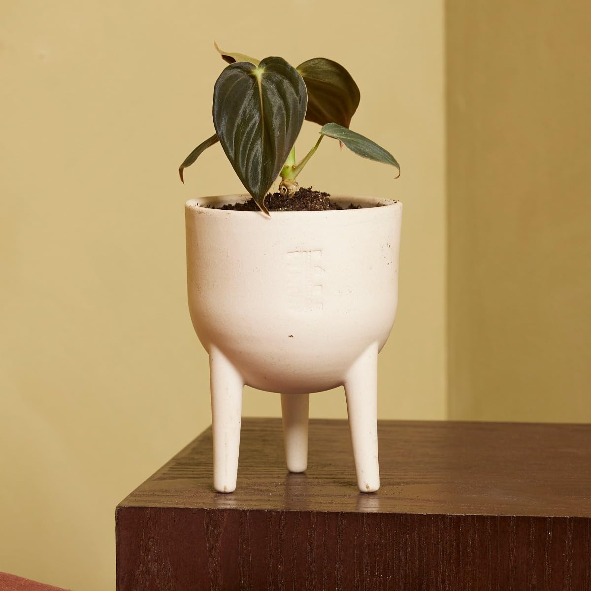 plnts-baby-philodendron-melanochrysum-zimmerpflanze-10cm image 5