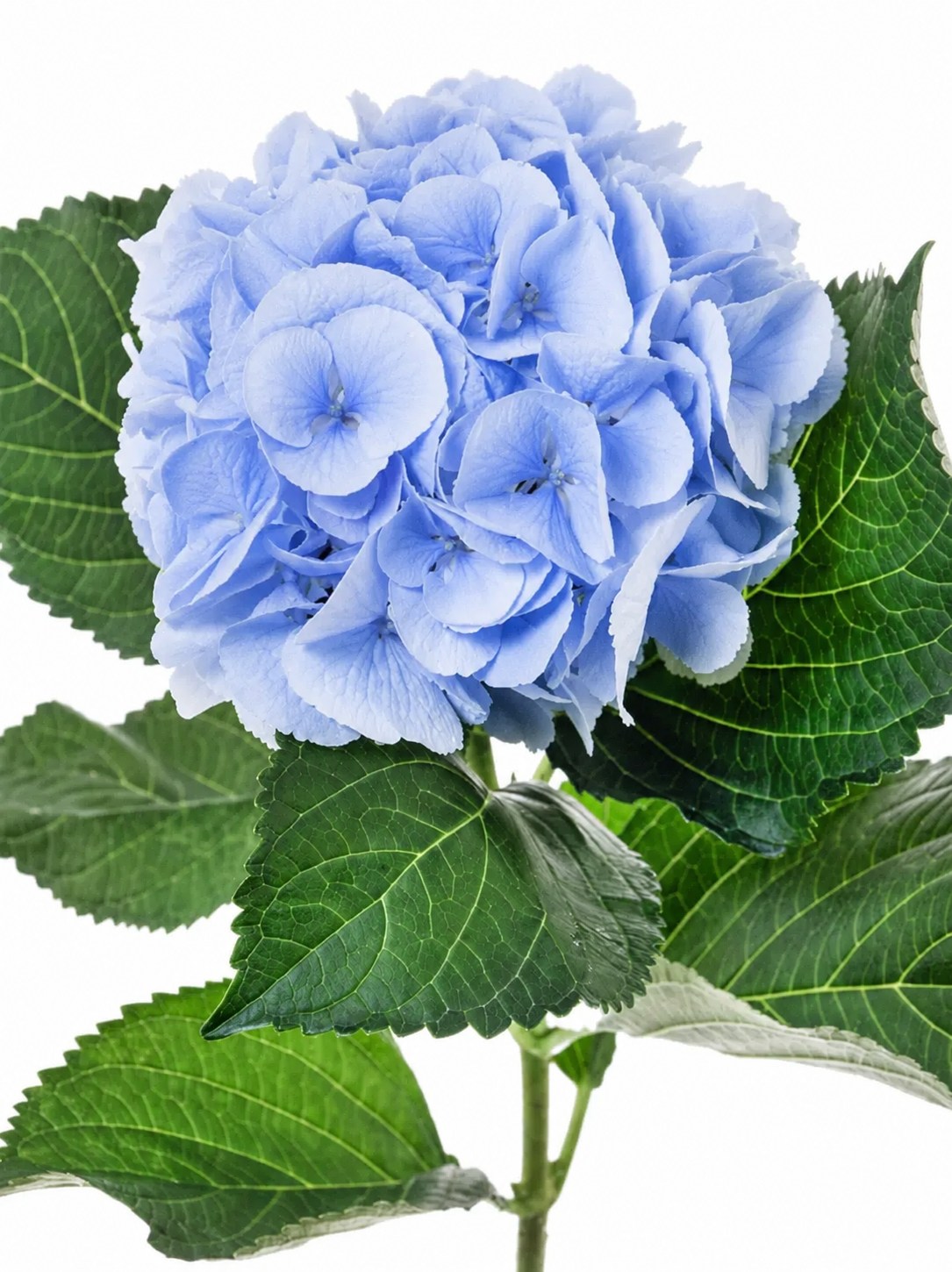 blumigo-hortensien-verena-schnittblume-hellblau image 1