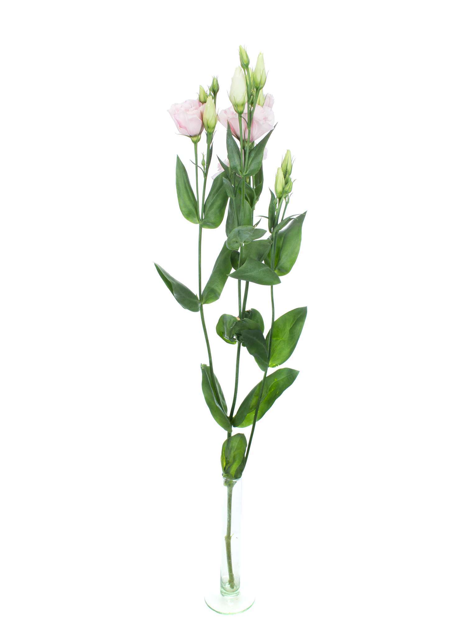 blumigo-lisianthus-arena-light-pink-rosa-schnittblumen image 3
