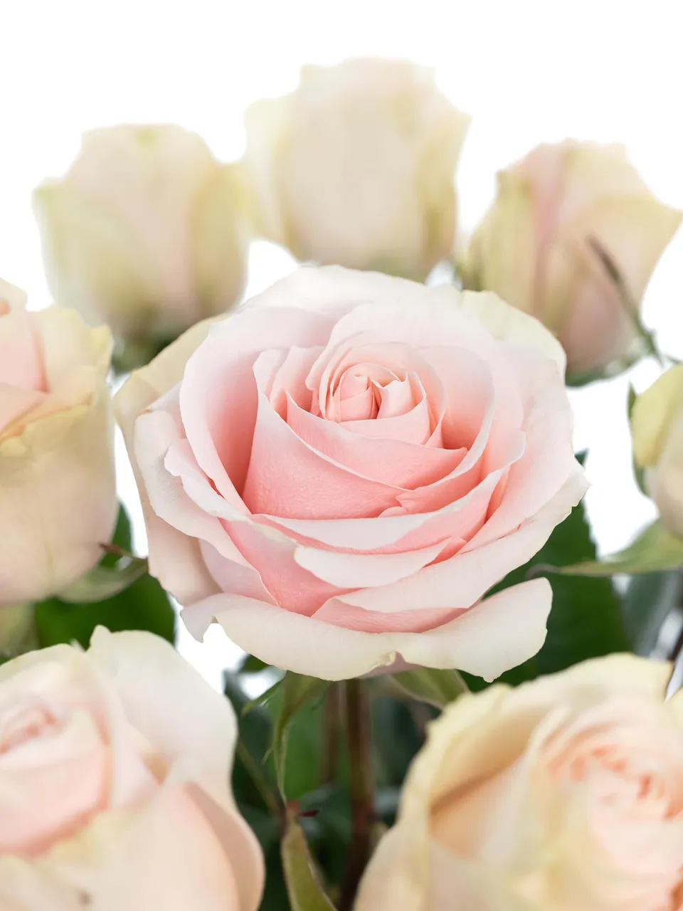 blumigo-rosen-frutteto-schnittrose-rosa-creme image 1