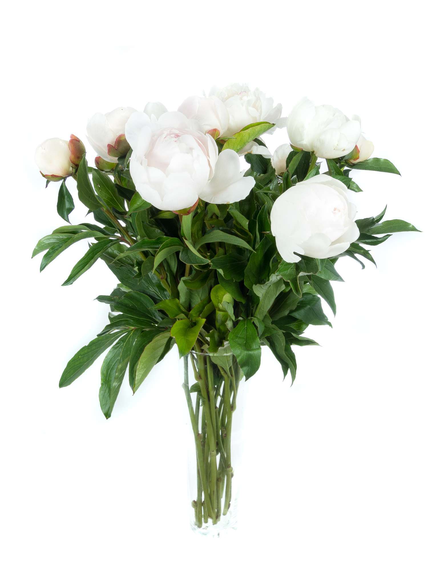 blumigo-pfingstrosen-festiva-maxima-schnittblume-wei-rosa image 2