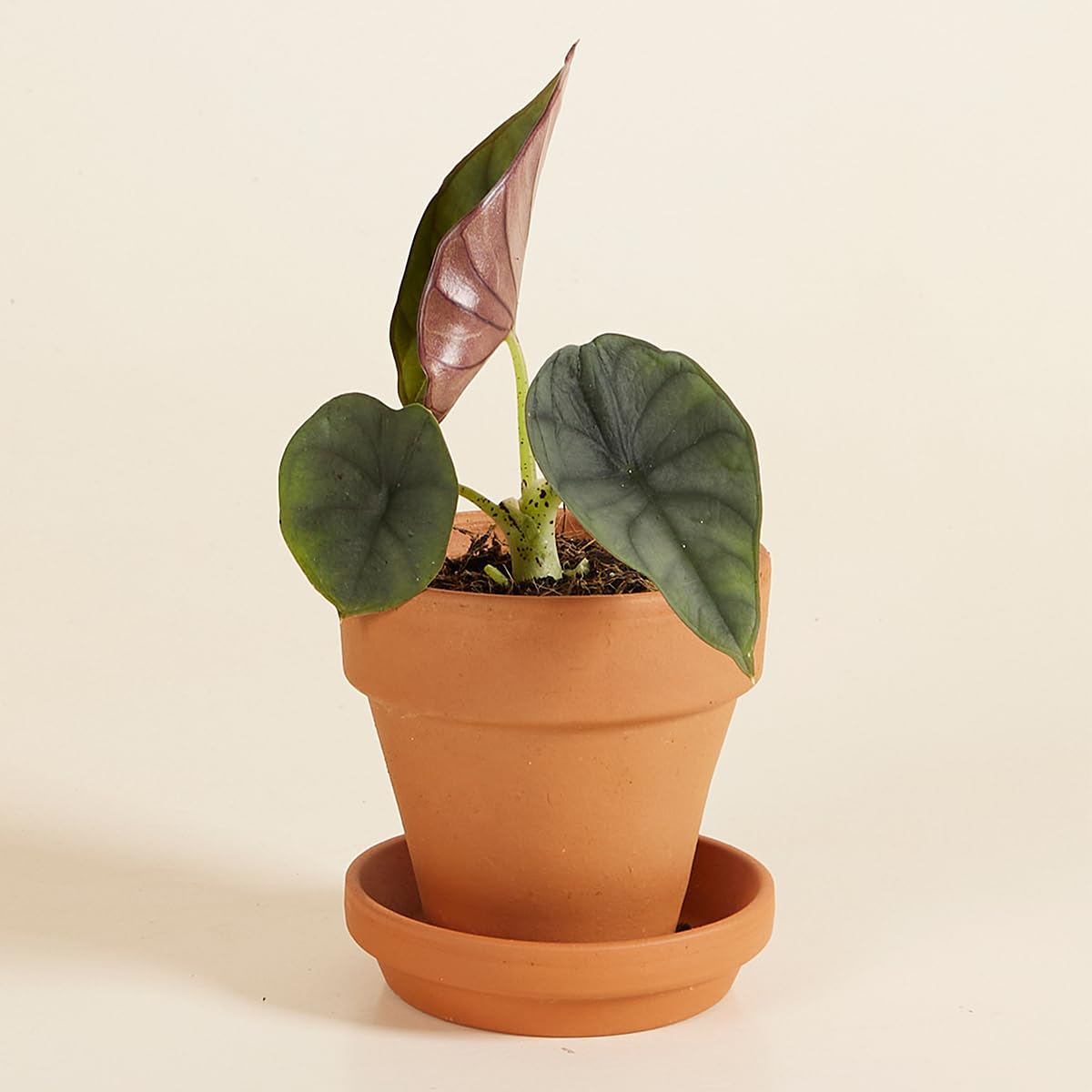 plnts-babyplnts-alocasia-nebula-zimmerpflanze-10-cm-baby image 5