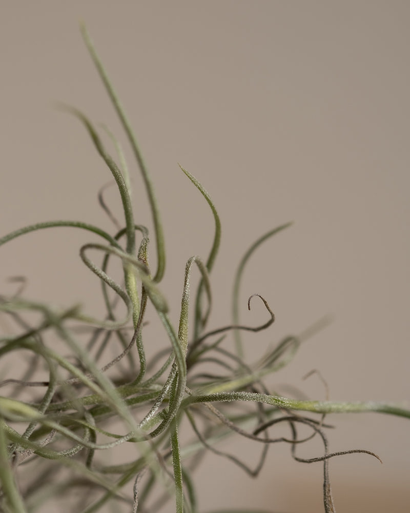 feey-variado-spanisches-moos-tillandsia-h-ngepflanze-tierfreundlich image 7