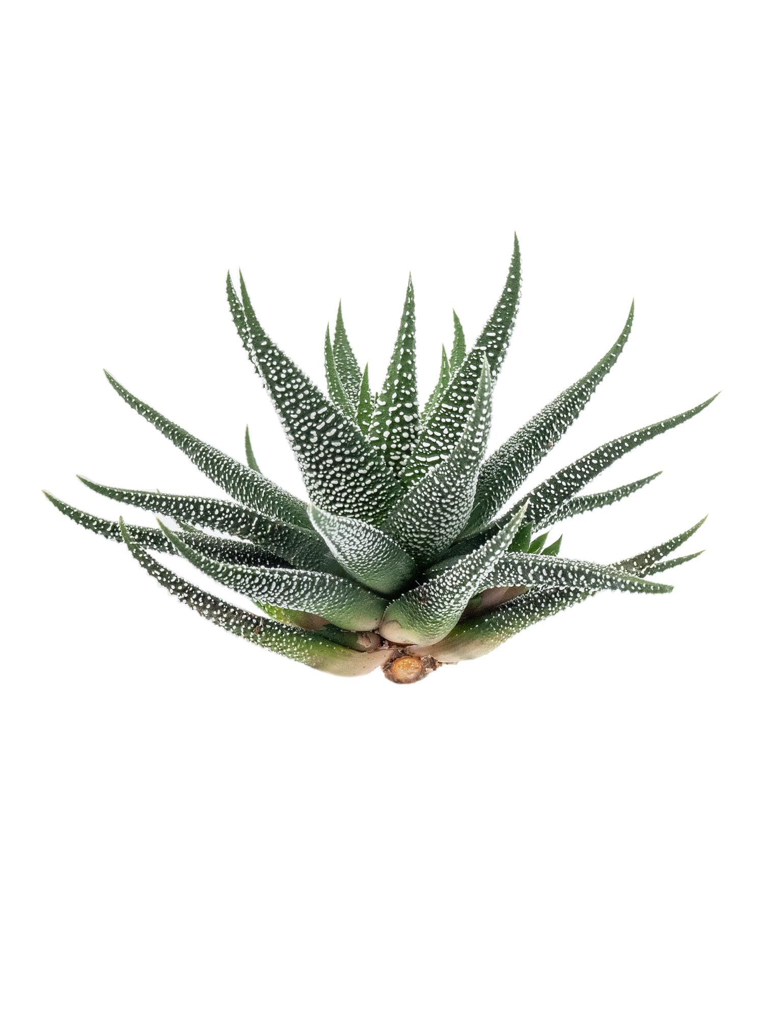 blumigo-haworthia-fasciata-concolor-sukkulente-gr-n-wei-topfpflanze image 3