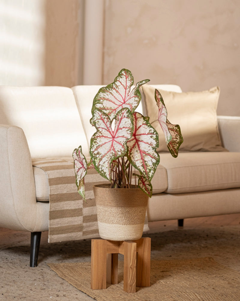 feey-variado-caladium-tapestry-bunte-zimmerpflanze-im-22-topf-ohne-bertopf image 4