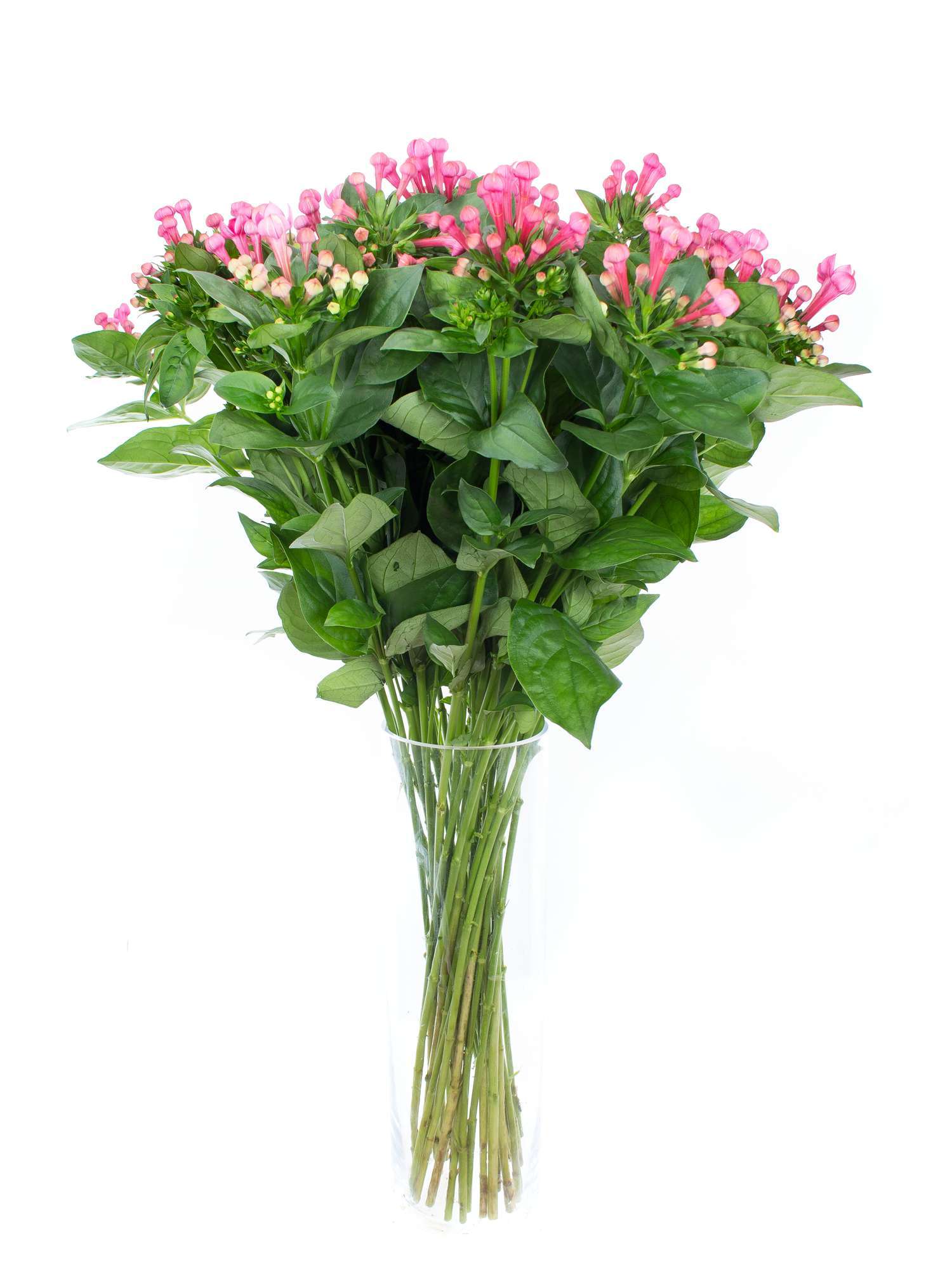 blumigo-bouvardien-xxl-royal-roza-schnittblumen-pink image 2