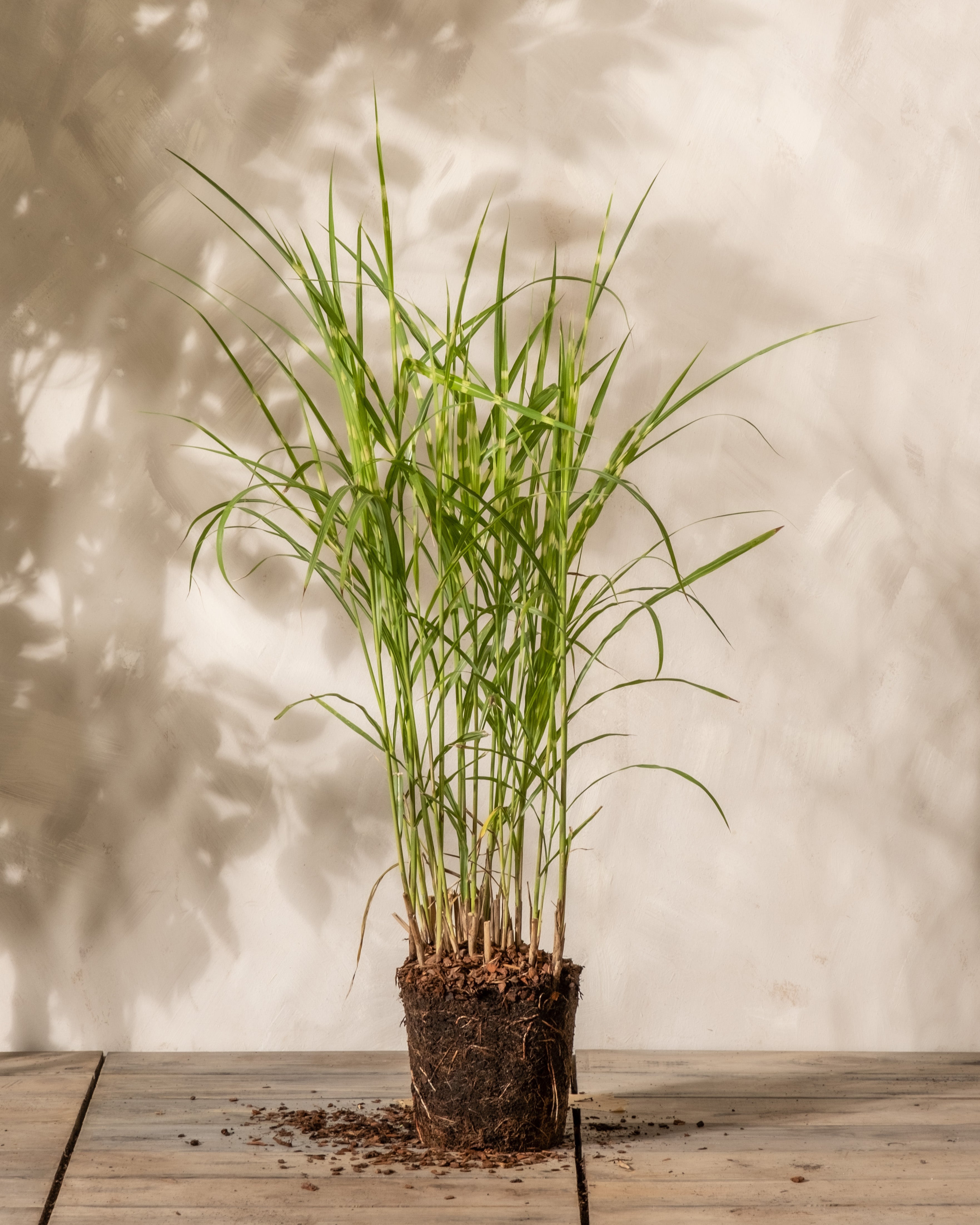 feey-miscanthus-strictus-ziergras-winterhart-1-2-m image 3