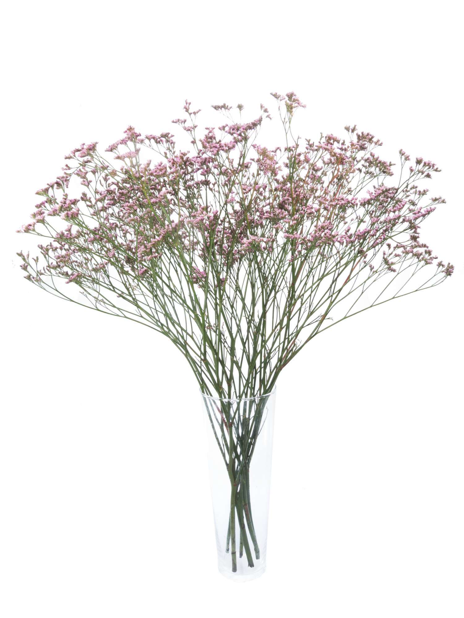 blumigo-zweige-strandflieder-limonium-lilac-lila-stiel image 2
