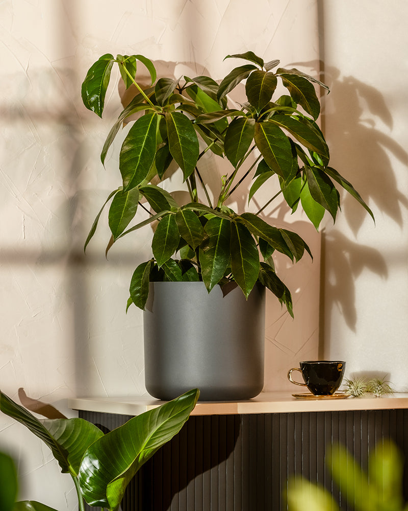 feey-variado-schefflera-amate-zimmerpflanze-gro image 4