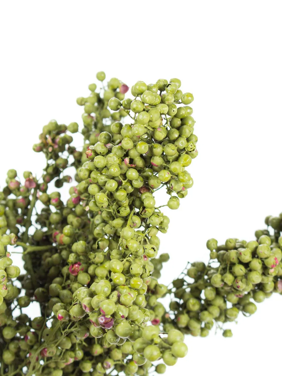 blumigo-pfefferbeeren-trockenblumen-gr-n-gef-rbt image 1