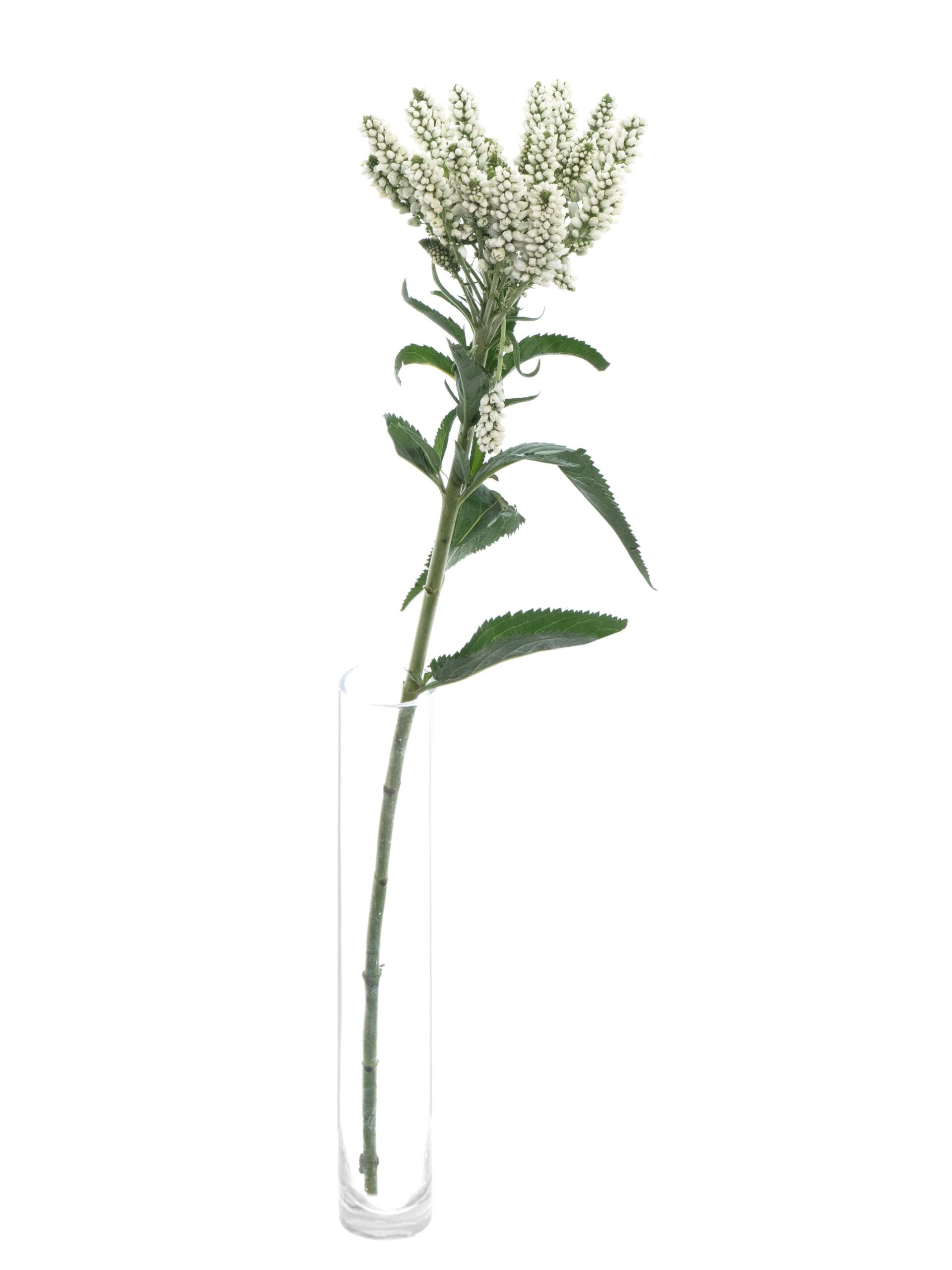 blumigo-veronica-smart-wave-bindegr-n-wei image 3