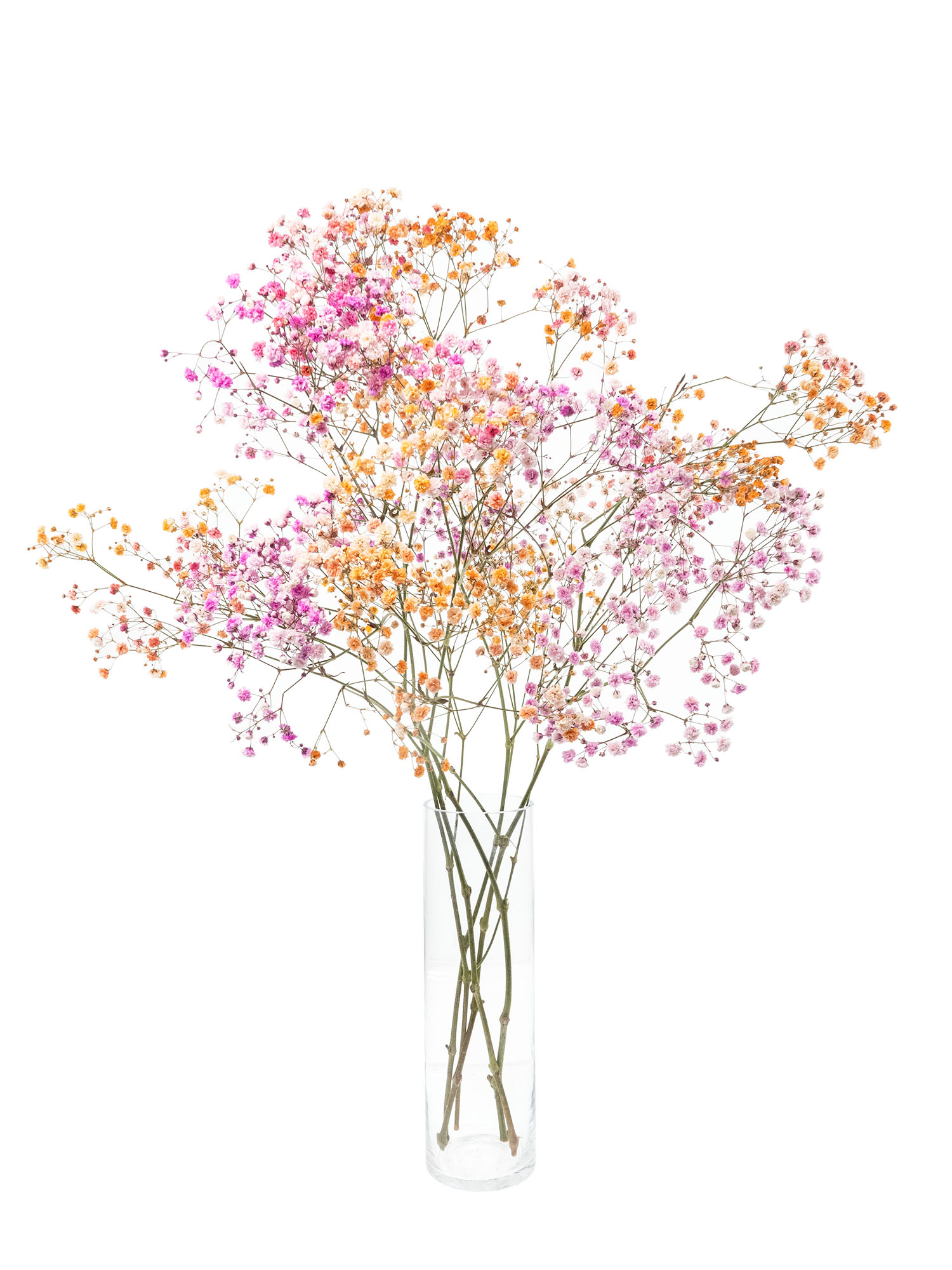 blumigo-schleierkraut-disco-malibu-schnittblumen-orange-pink image 4