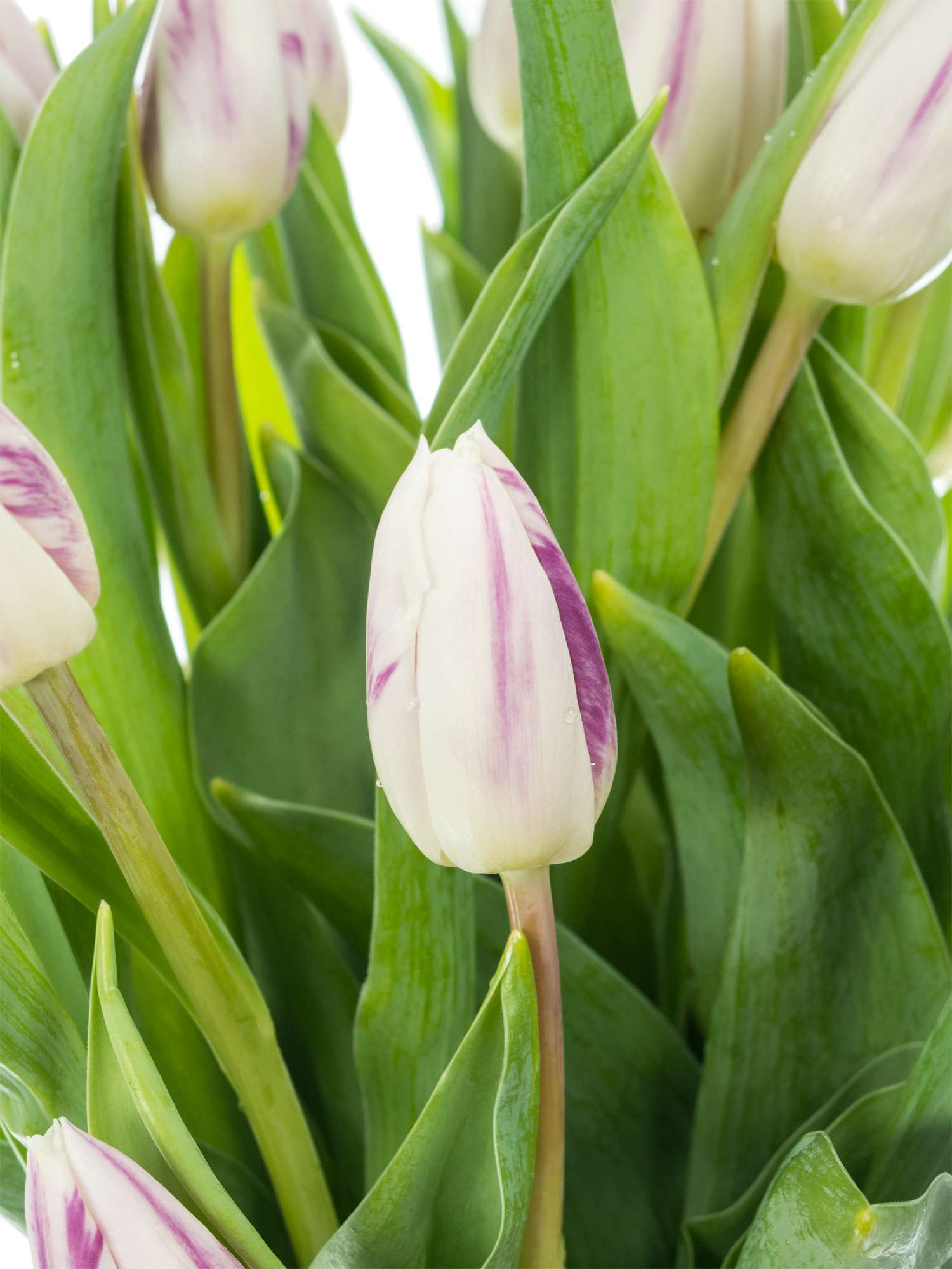 blumigo-flaming-flag-tulpen-lila-wei-frische-schnittblumen image 1