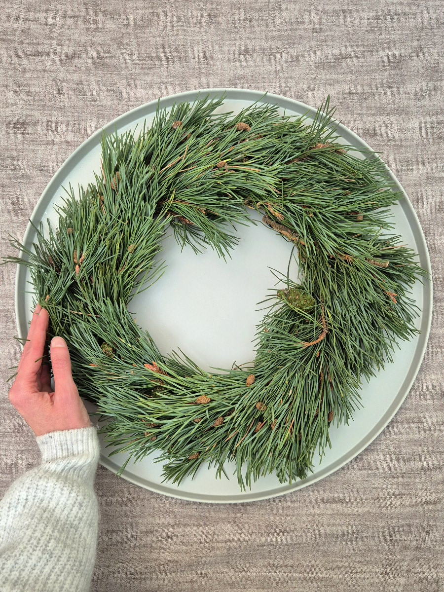 blumigo-zierkranz-kiefer-pinus-mugo-35-cm-winterkranz image 1