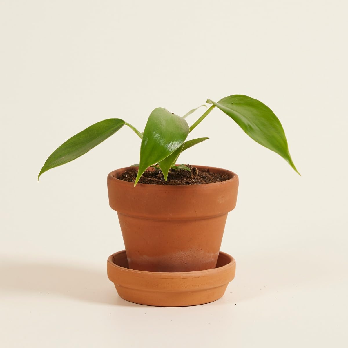 plnts-baby-philodendron-florida-beauty-zimmerpflanze-25cm image 6