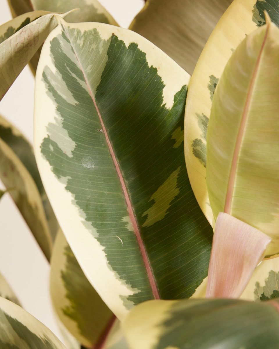plnts-rareplnts-ficus-tineke-gummibaum-27cm-topf-100cm image 4