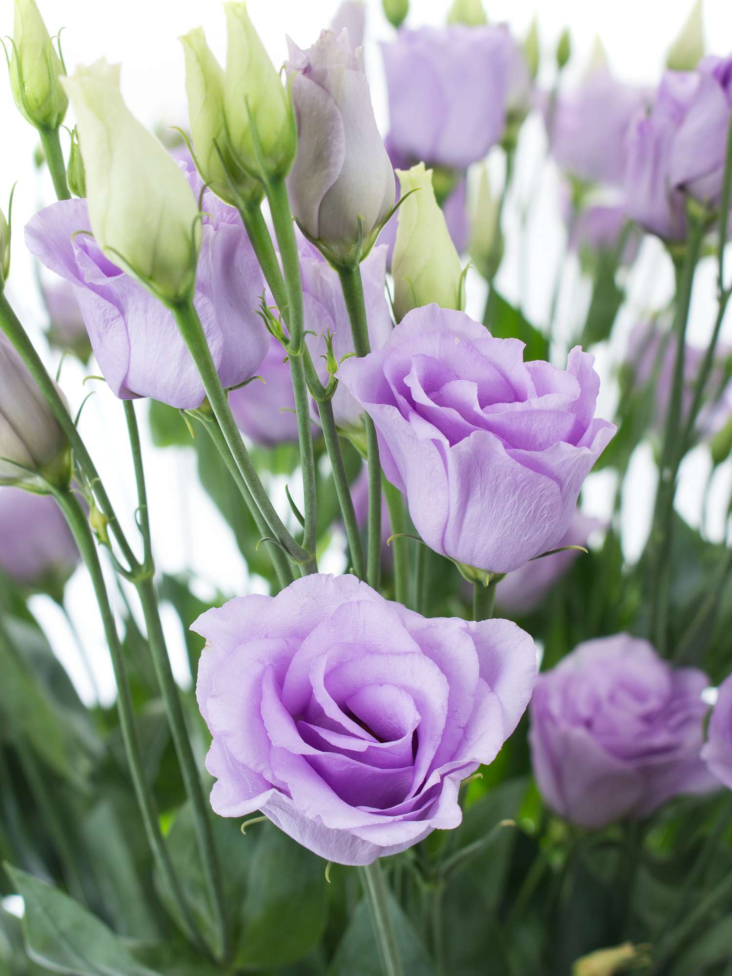 blumigo-rosita-lavender-lisianthus-lila-frische-schnittblume image 1