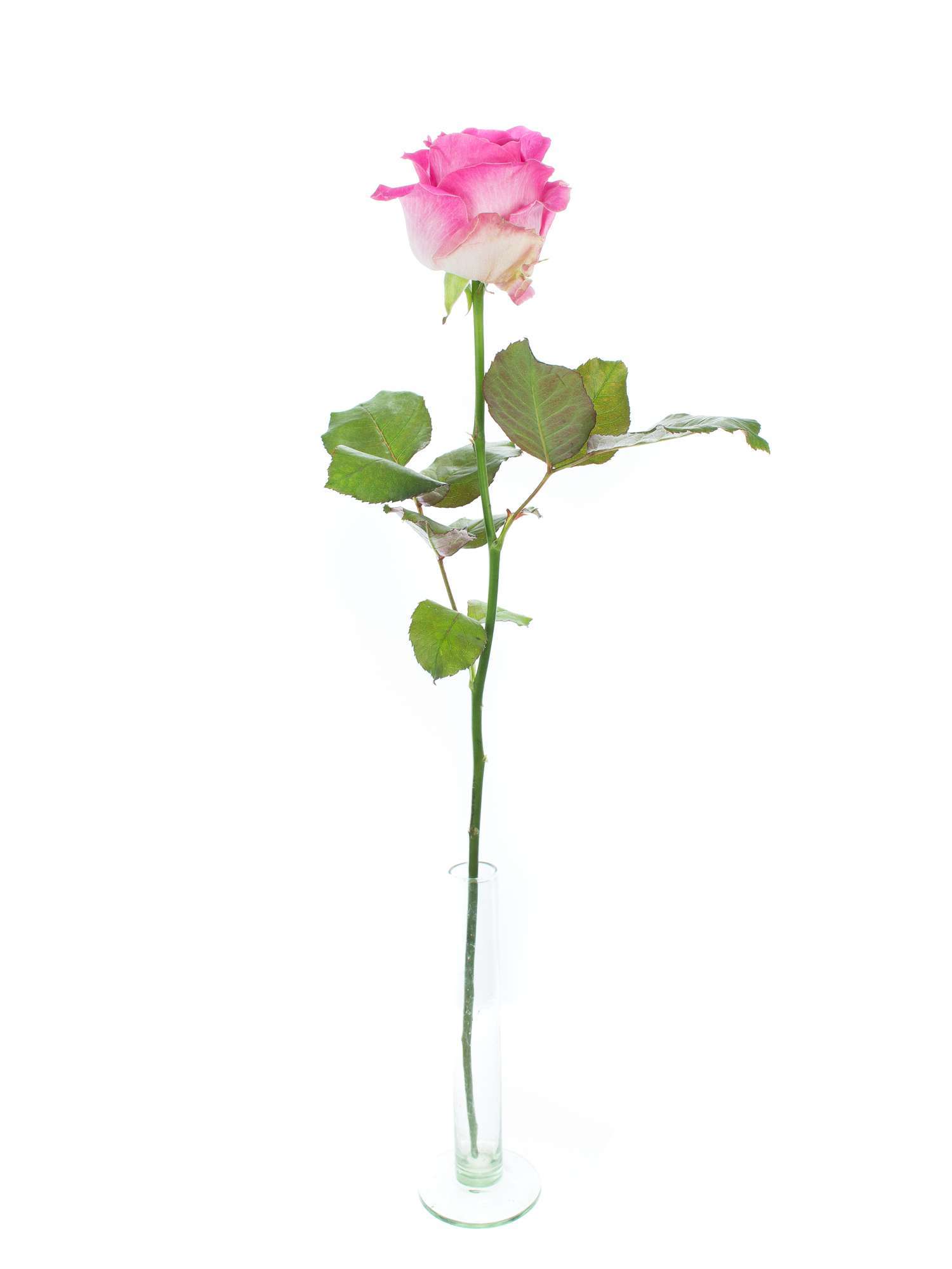 blumigo-rosen-avalanche-candy-pink-creme-schnittrose image 3