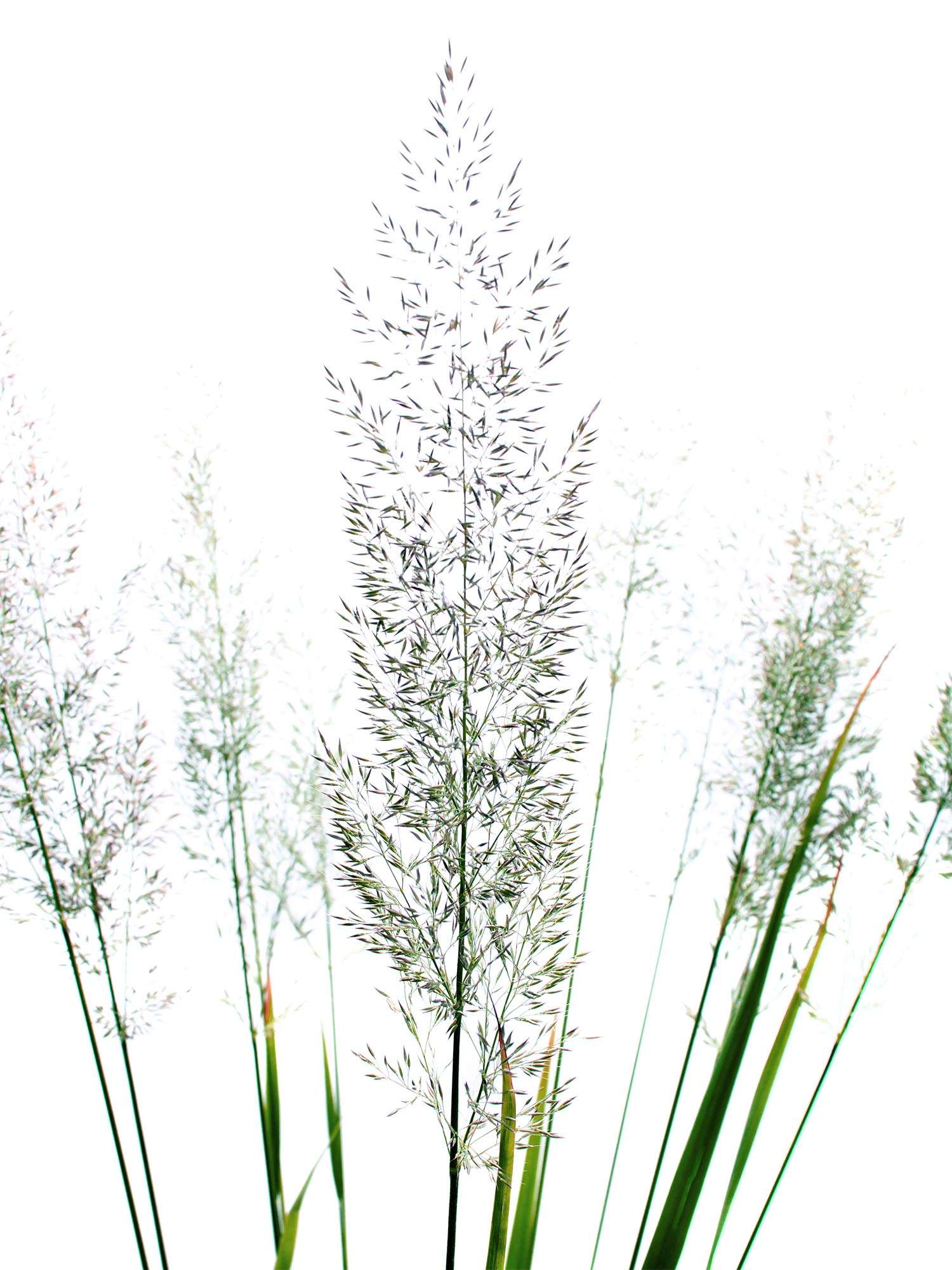 blumigo-calamagrostis-brachytricha-diamantgras-ziergras image 1