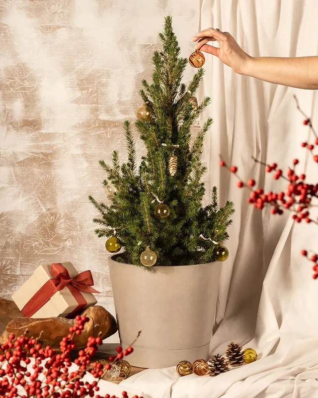 feey-amsterdam-gro-er-tannenbaum-ohne-topf-zuckerhutfichte image 1