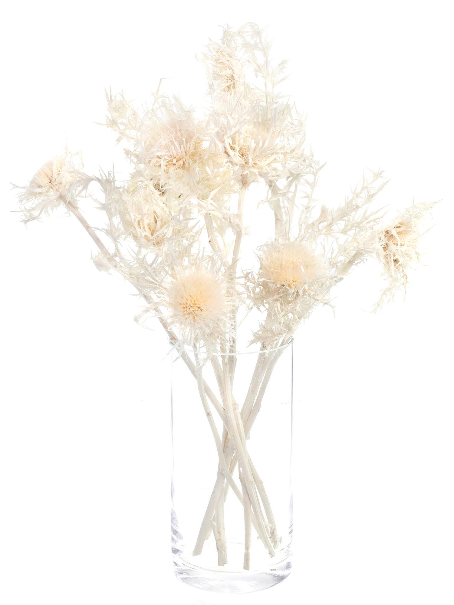 blumigo-trockenblumen-distel-silver-thistle-wei-creme image 2
