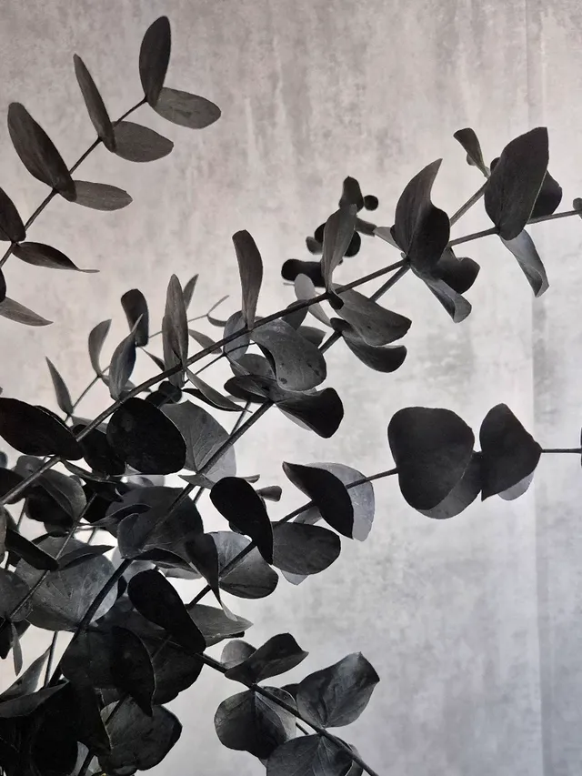 blumigo-eukalyptus-cinerea-trockenzweig-schwarz-painted image 1