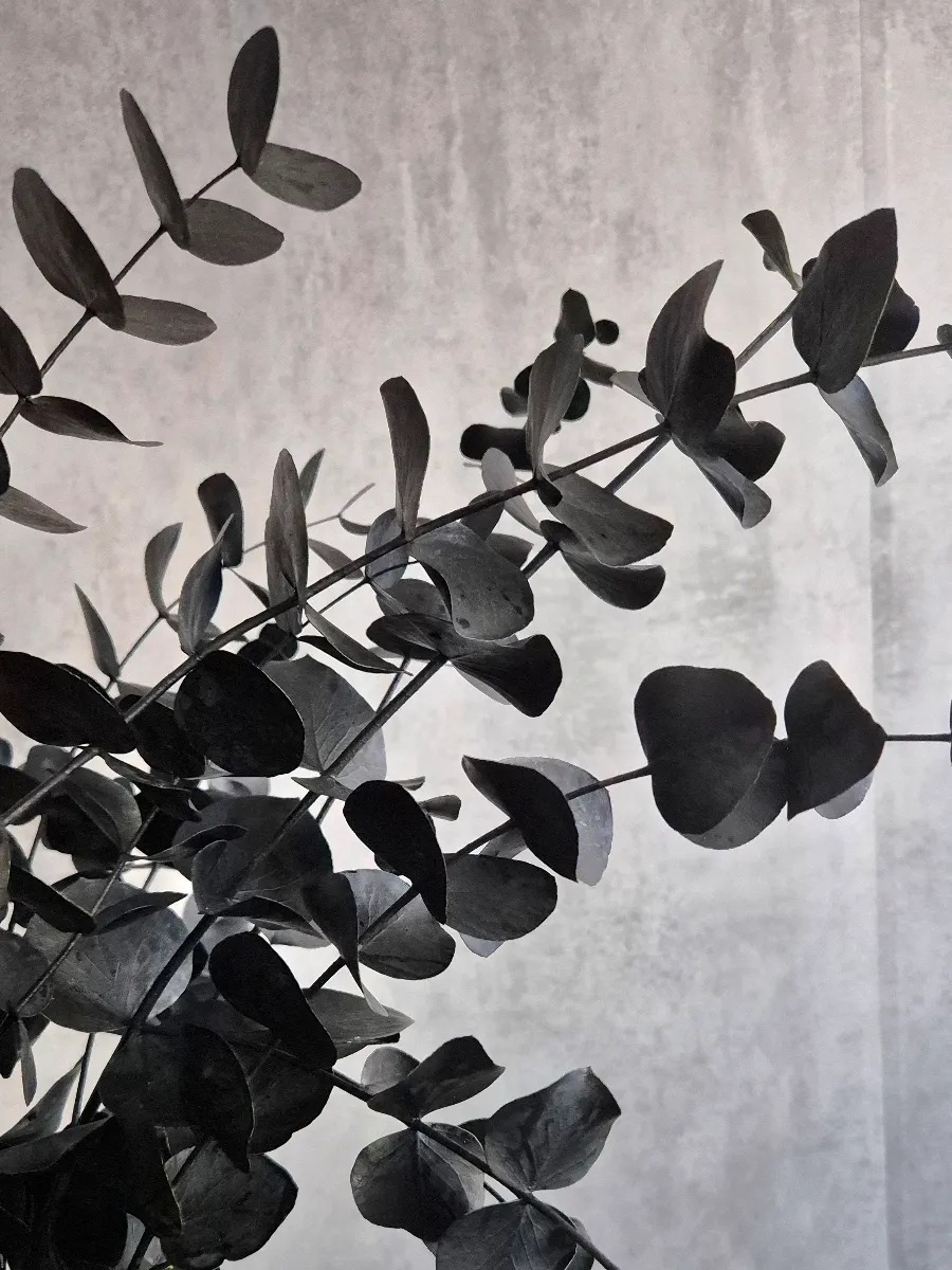 blumigo-eukalyptus-cinerea-trockenzweig-schwarz-painted image 1