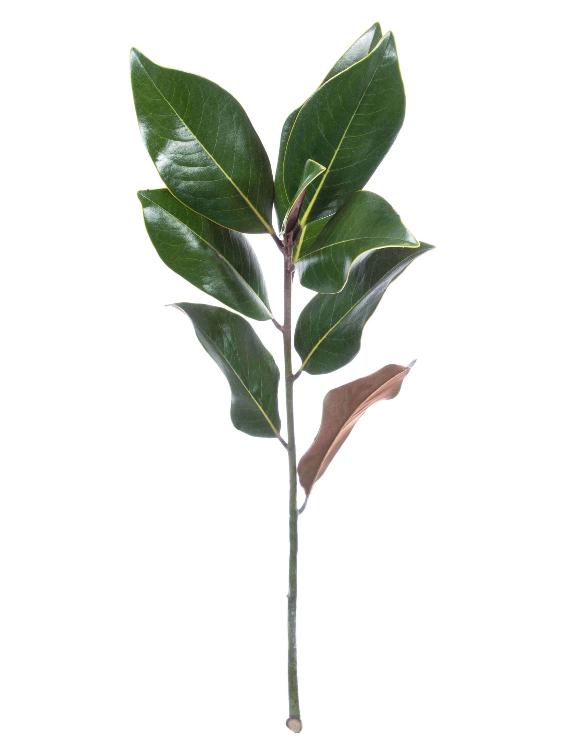 blumigo-zweige-magnolienbl-tter-deko-zweige-gr-n-frisch image 3