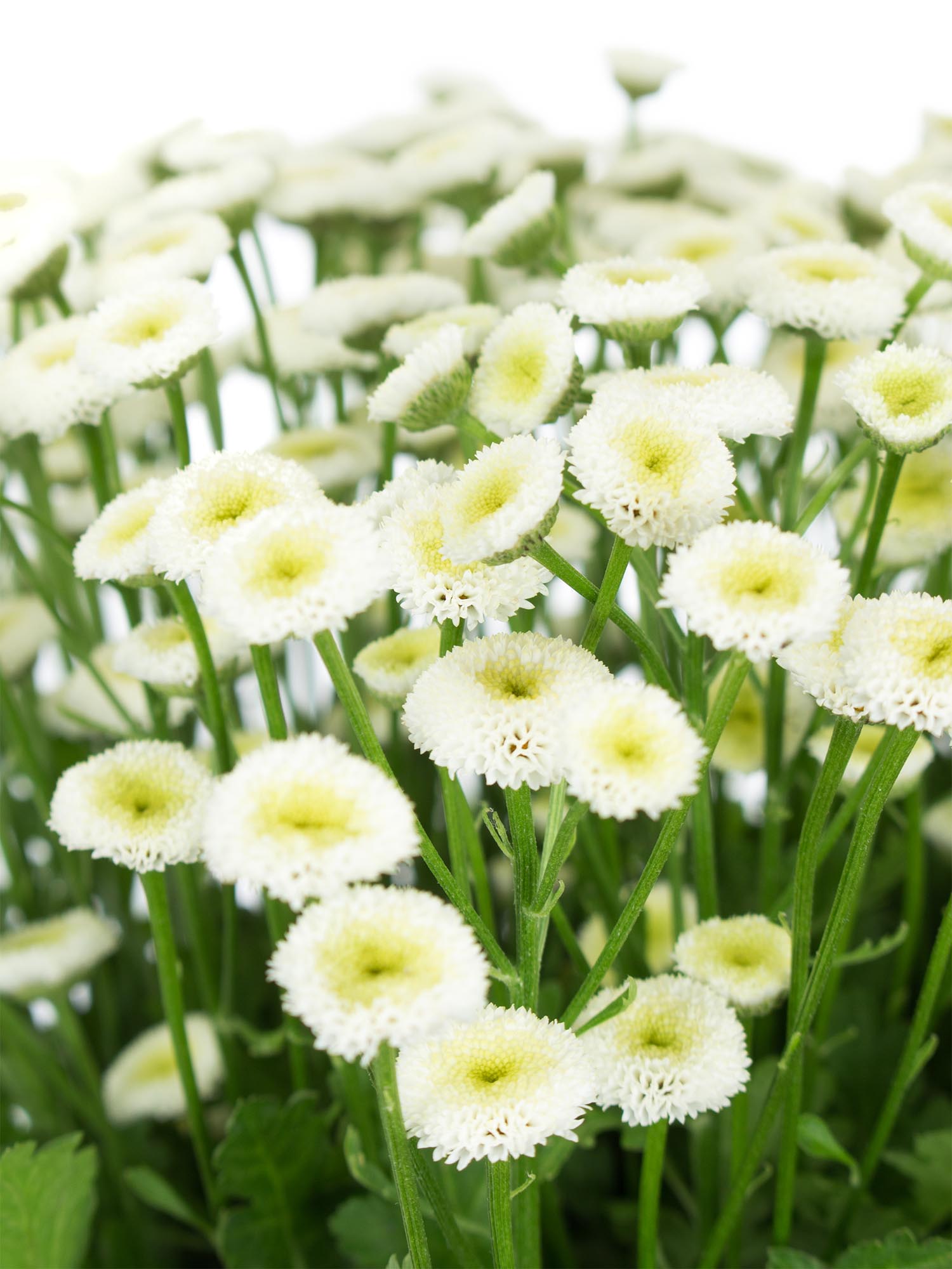 blumigo-tanacetum-parthenium-mutterkraut-wei-stiel image 1