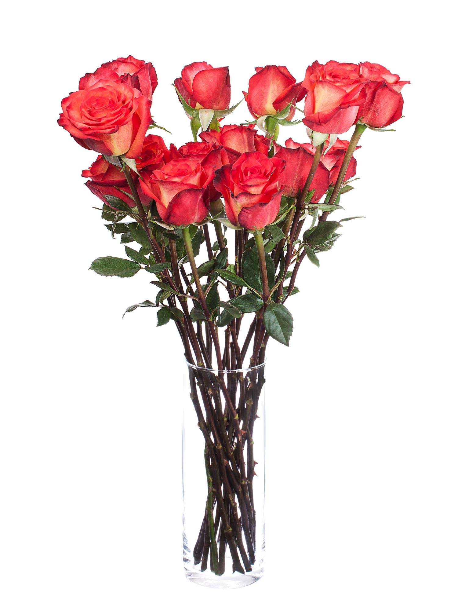 blumigo-rosen-high-magic-orange-schnittrosen-orange-rot image 2