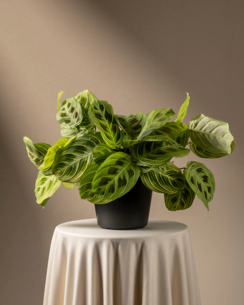 feey-variado-maranta-light-veins-zimmerpflanze-ohne-bertopf image 3