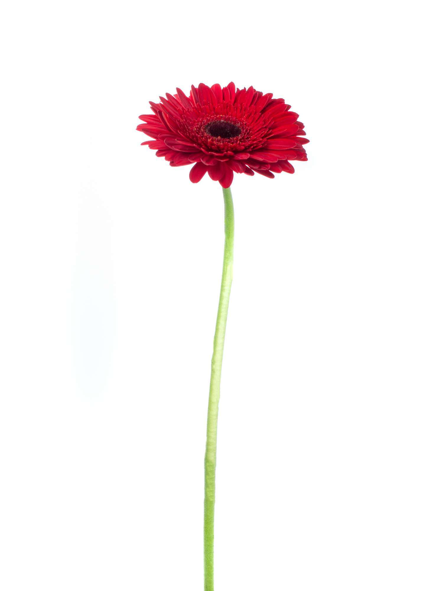 blumigo-gerbera-dynamic-rote-schnittblumen-frisch image 2