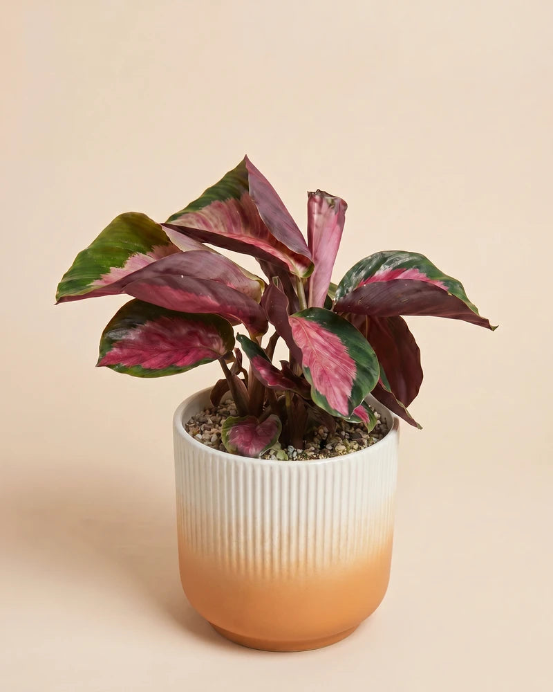 feey-variado-calathea-rosy-korbmarante-ohne-bertopf image 7