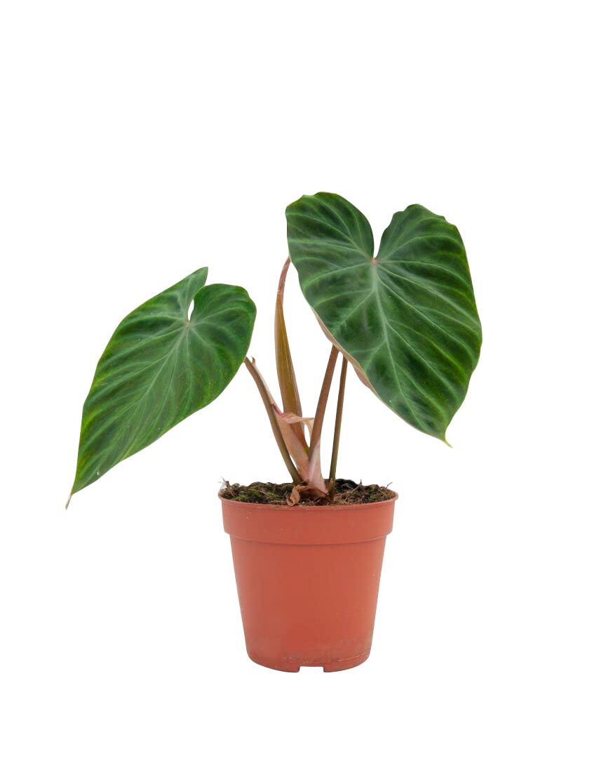 plnts-rareplnts-philodendron-verrucosum-zimmerpflanze-12-cm-topf image 1