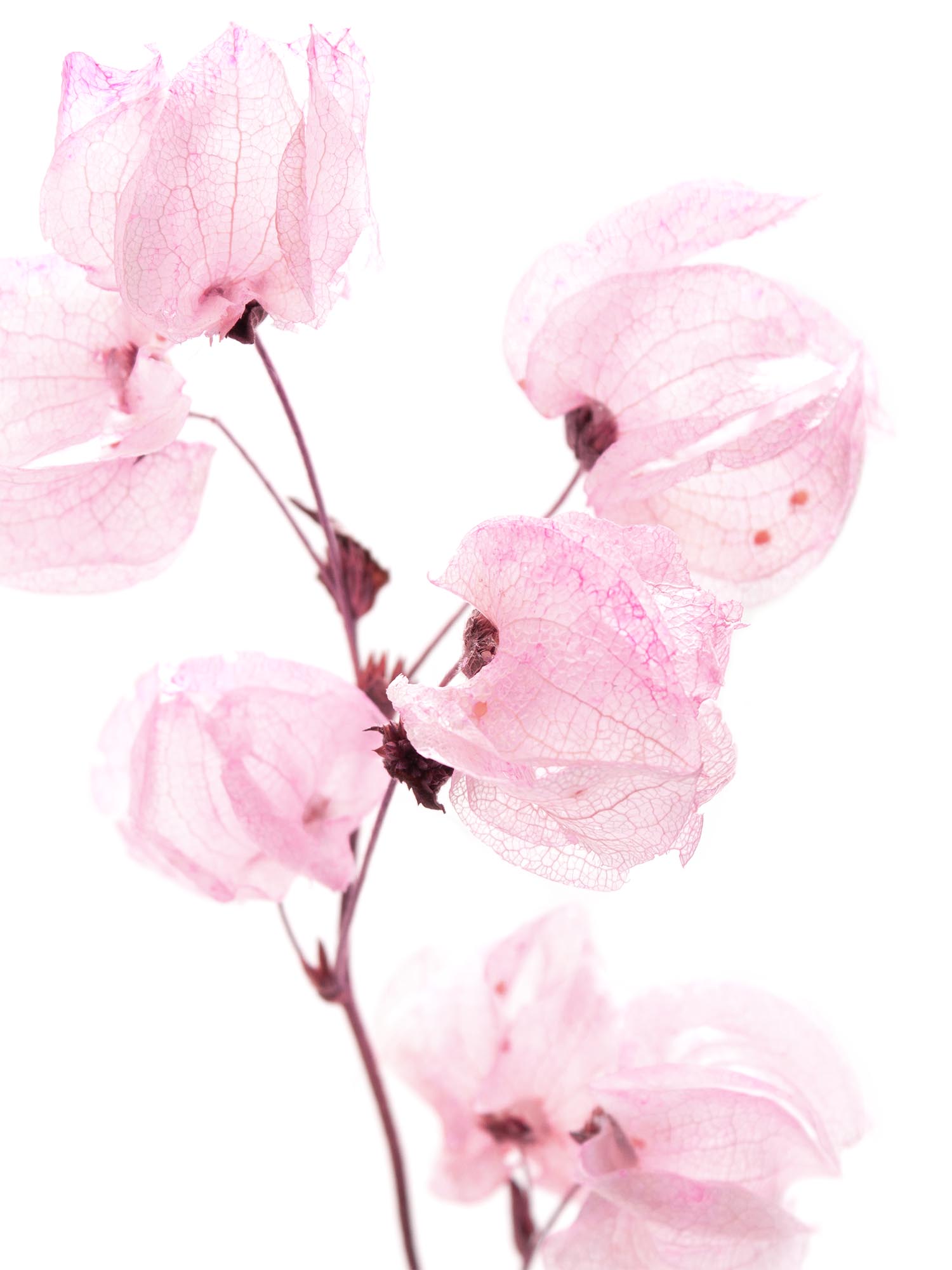 blumigo-trockenblumen-bougainvillea-drillingsblume-rosa image 1