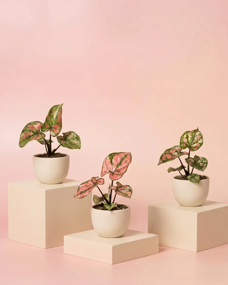 feey-variado-caladium-purple-light-zimmerpflanze-3er-set-bunt image 6
