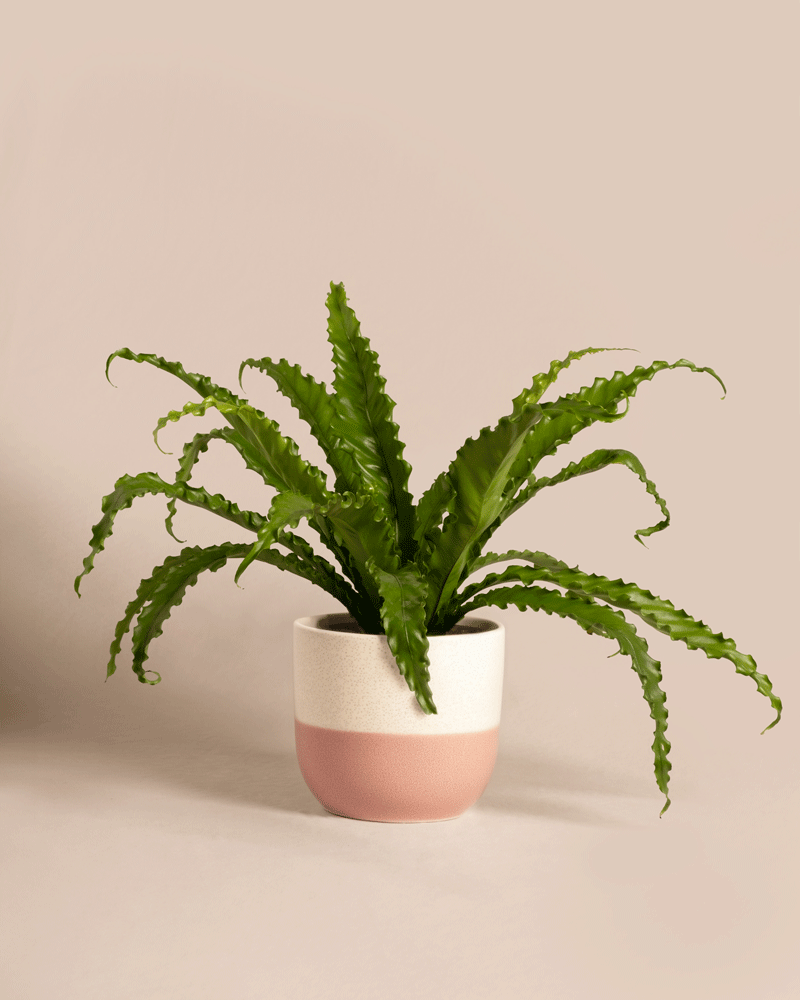 feey-gewellter-nestfarn-asplenium-zimmerpflanze-mittel-ohne-topf image 5