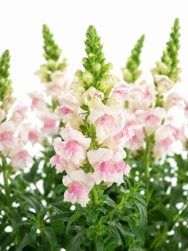 blumigo-l-wenm-ulchen-appleblossom-schnittblume-wei-pink image 1