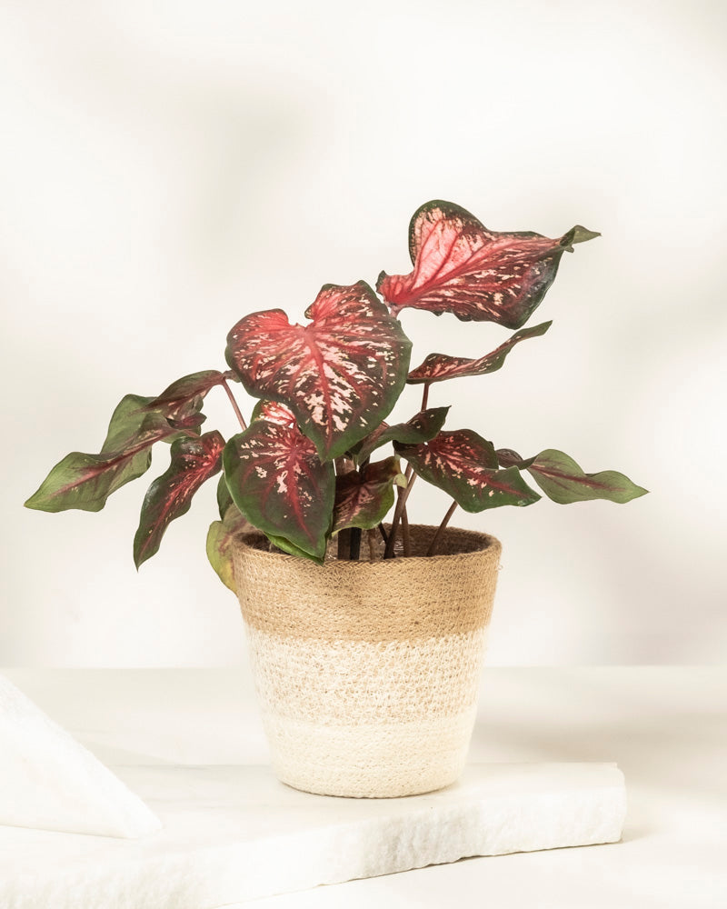 feey-variado-caladium-desert-sunset-zimmerpflanze-o-topf image 8