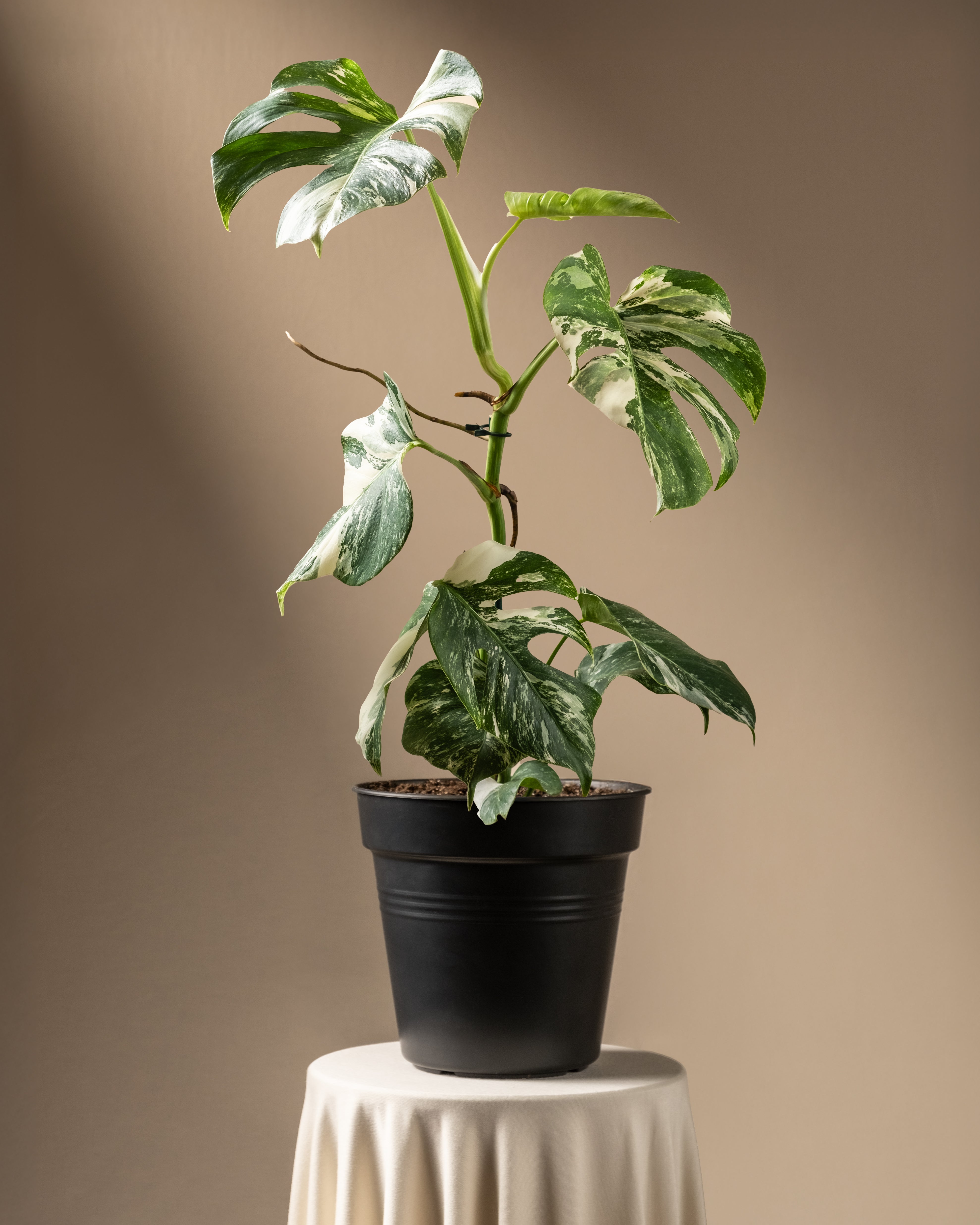 feey-variado-monstera-deliciosa-variegata-zimmerpflanze-panaschiert image 3