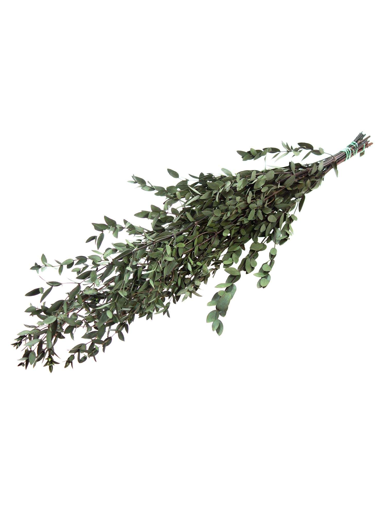 blumigo-trockenblumen-eukalyptus-parvifolia-gr-n-konserviert image 2