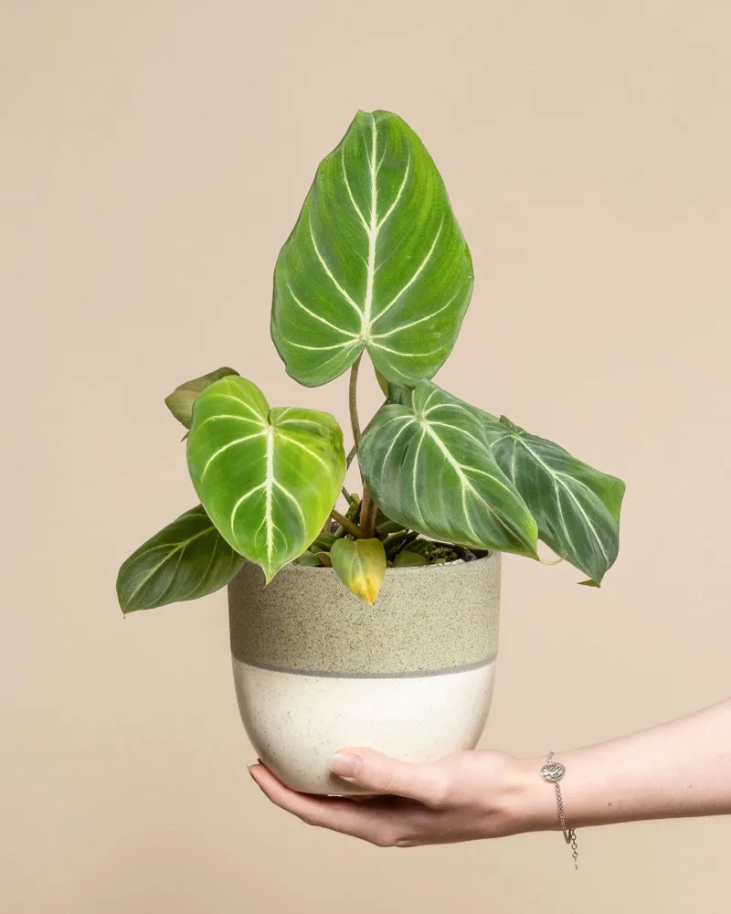 feey-variado-philodendron-gloriosum-zimmerpflanze-ohne-bertopf image 1