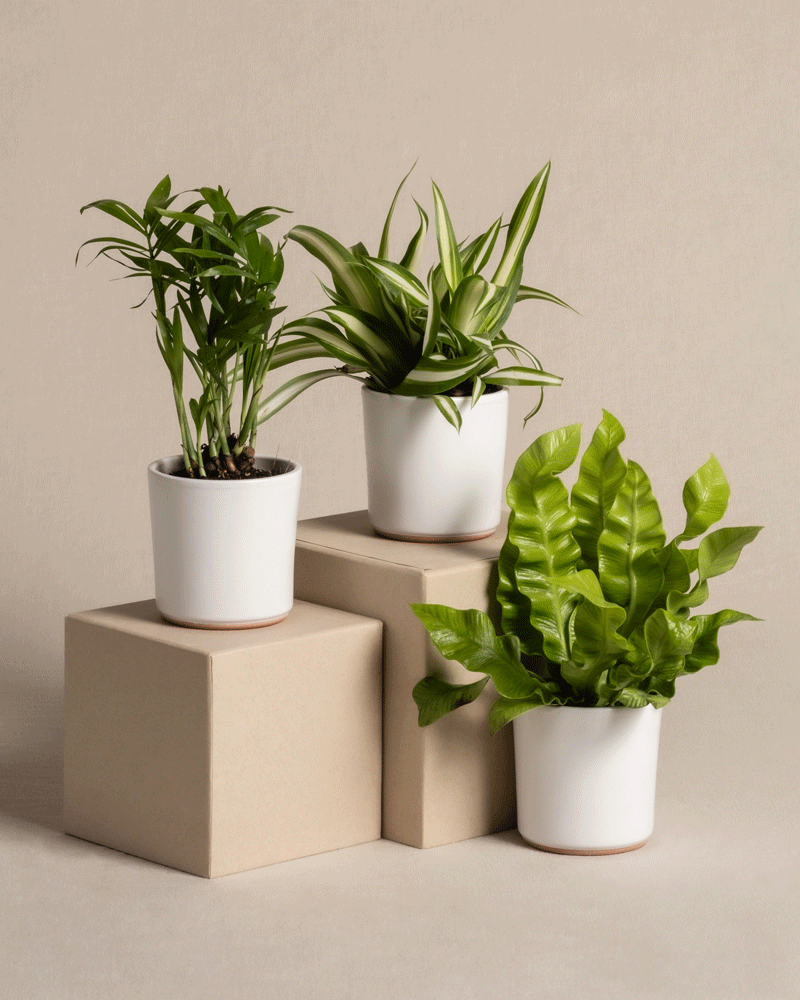feey-variado-ungiftige-babypflanzen-3er-set-tierfreundlich image 6