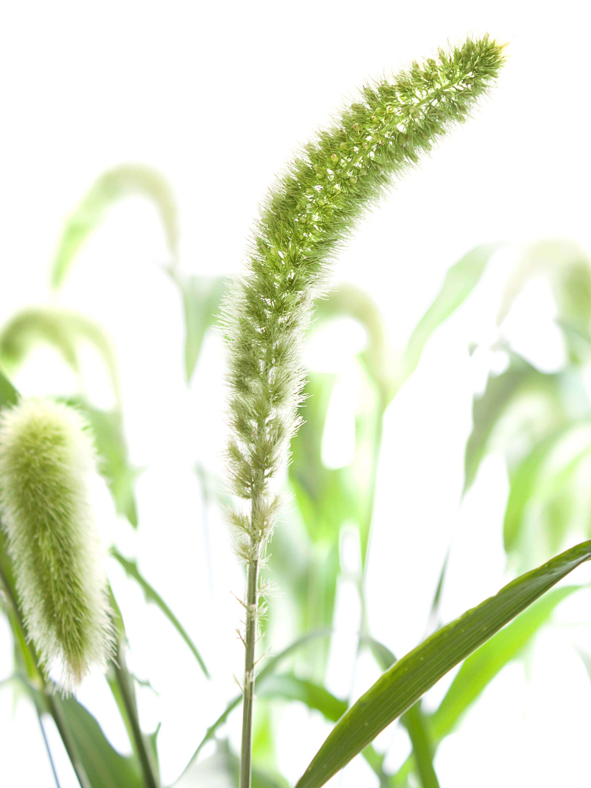 blumigo-blattwerk-setaria-volle-melk-bindegr-n-gr-n image 1